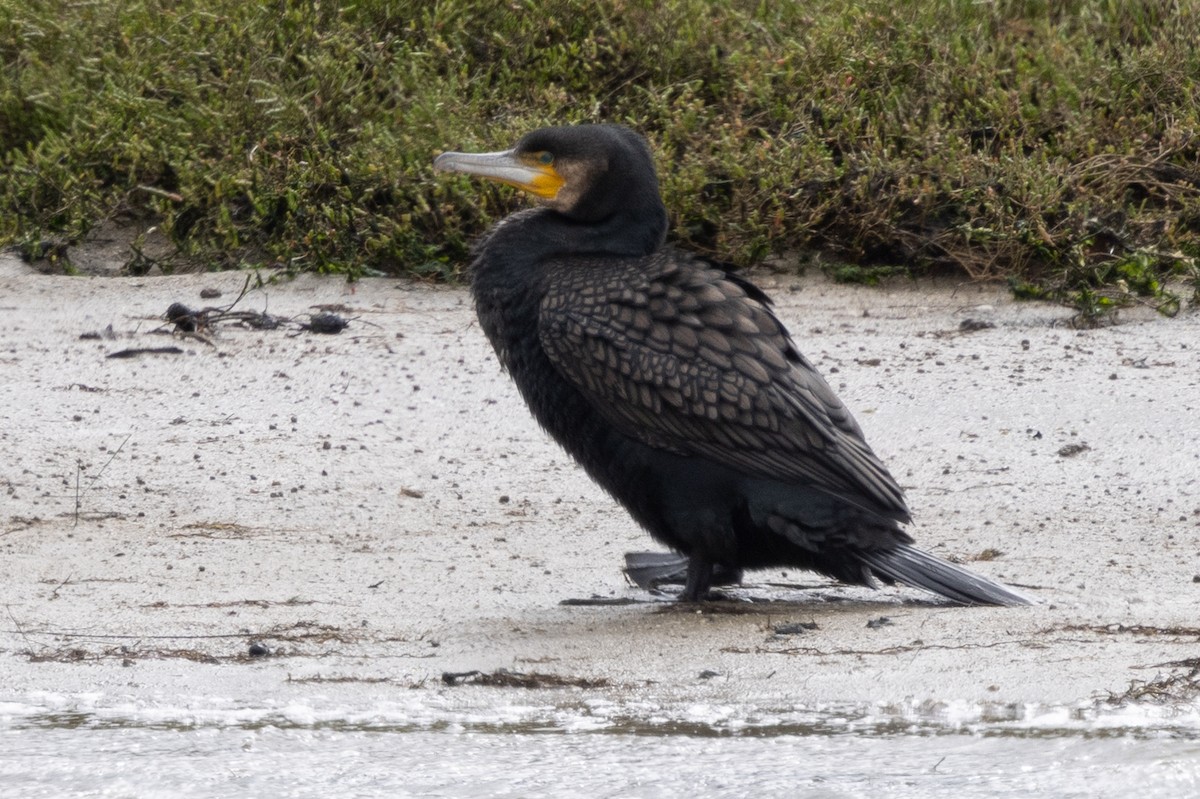 Great Cormorant - ML626046487