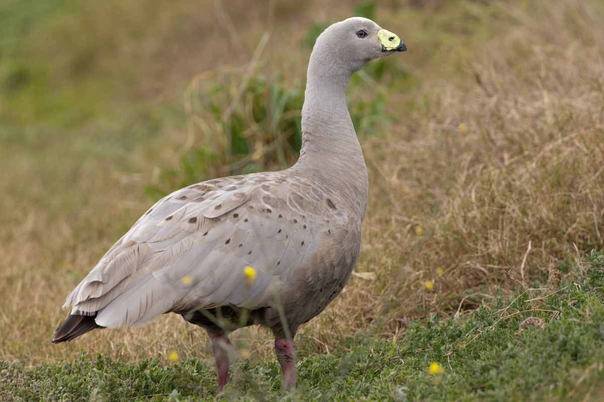 Cape Barren Goose - ML626046504