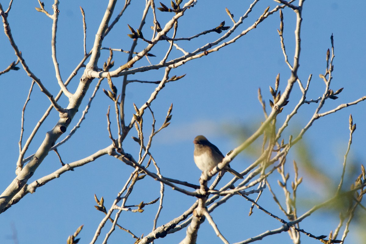 Dark-eyed Junco (cismontanus) - ML626046591