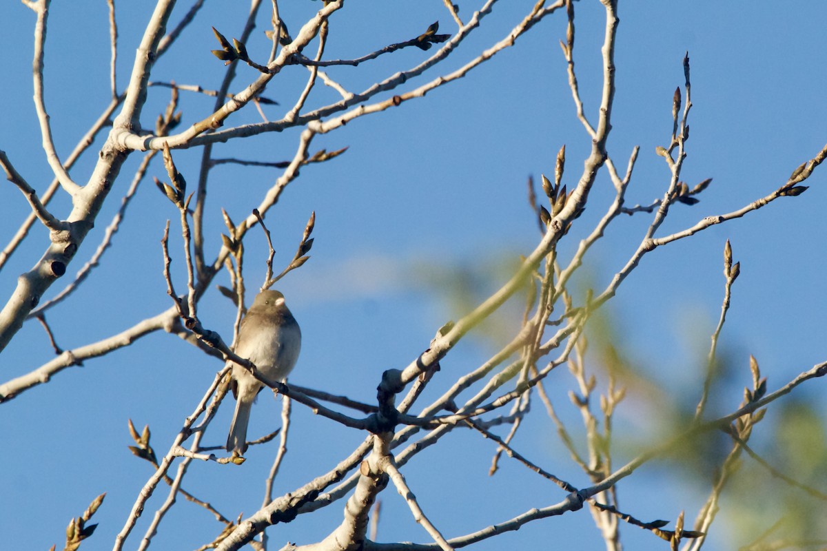 Dark-eyed Junco (Slate-colored) - ML626046592