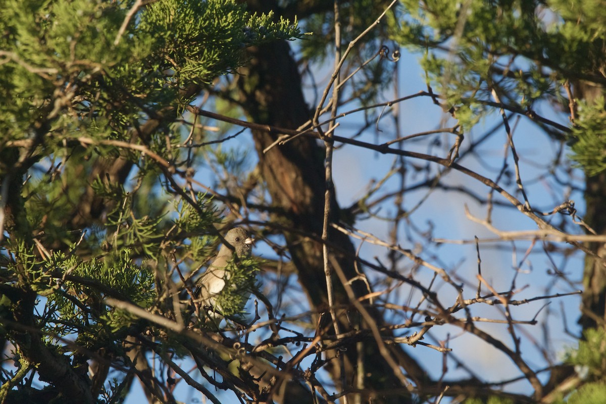 Dark-eyed Junco (Slate-colored) - ML626046593