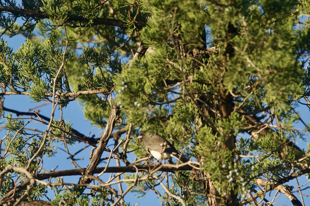 Dark-eyed Junco (Slate-colored) - ML626046599