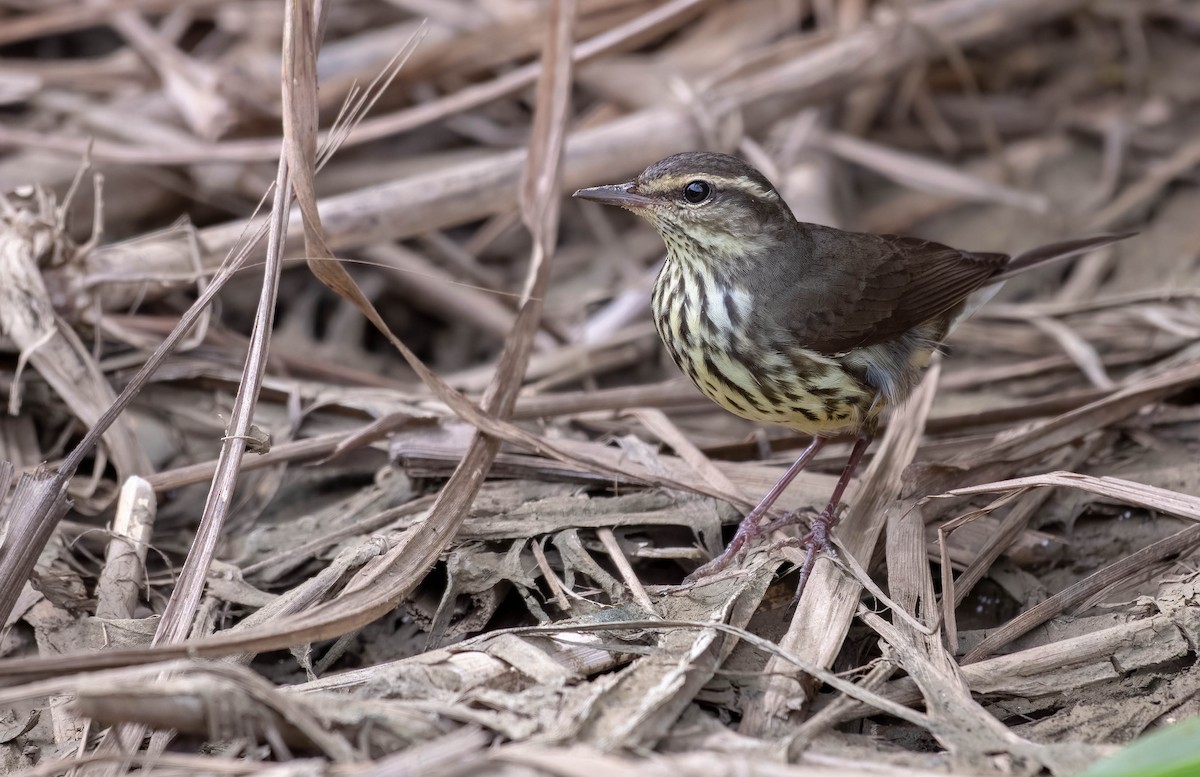 Northern Waterthrush - ML626046694