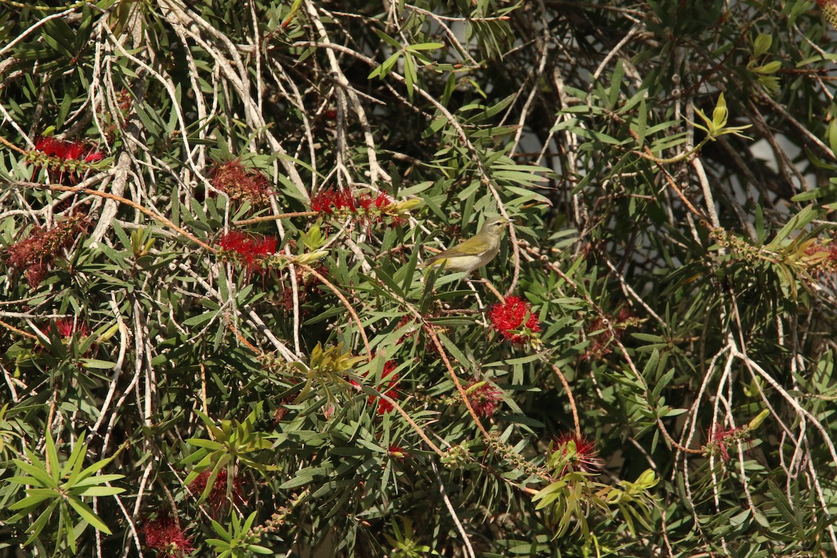 Brauenwaldsänger - ML626046730