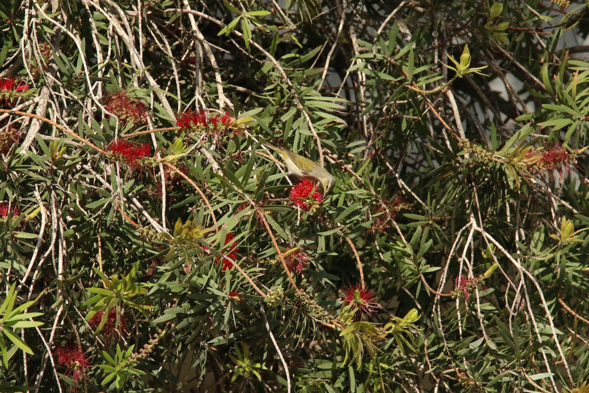 Brauenwaldsänger - ML626046731