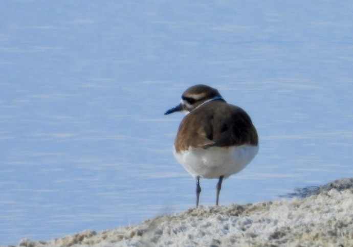 Killdeer - ML626046749