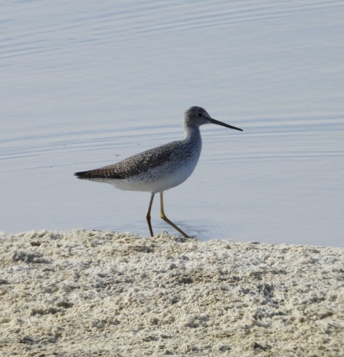 Greater Yellowlegs - ML626046761