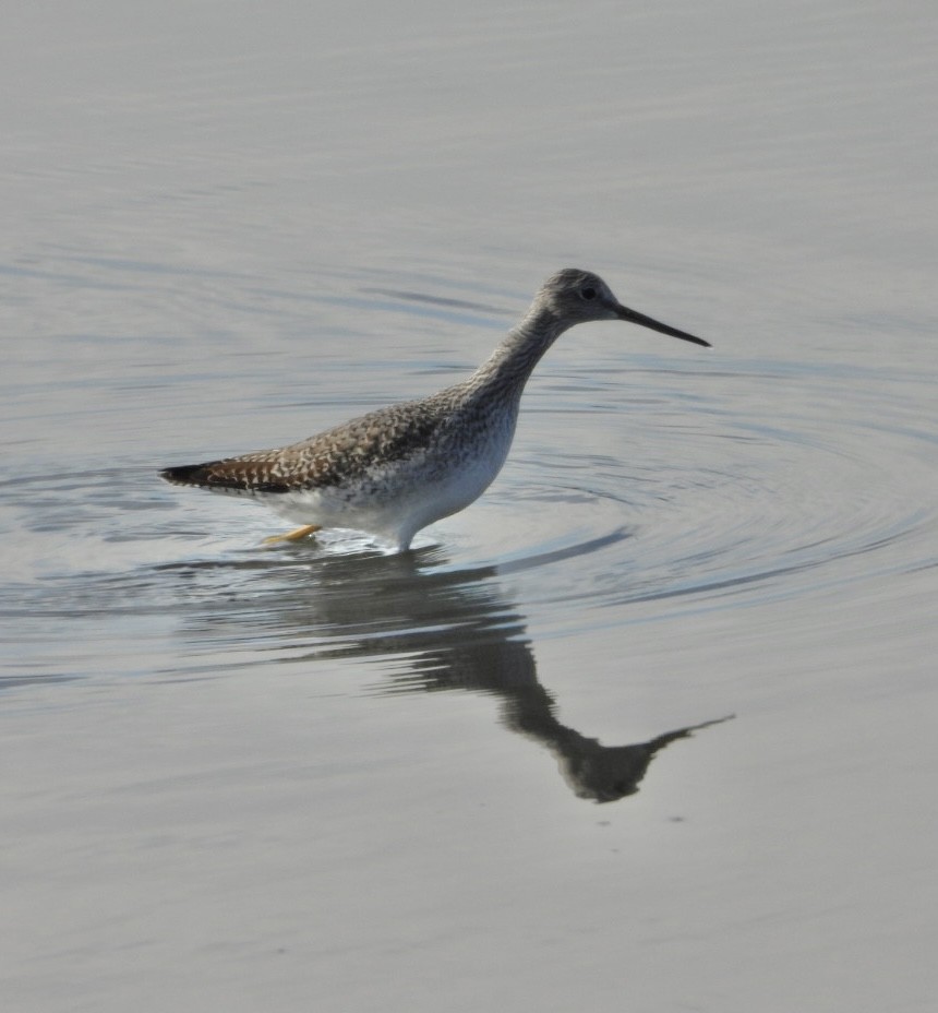 Greater Yellowlegs - ML626046762