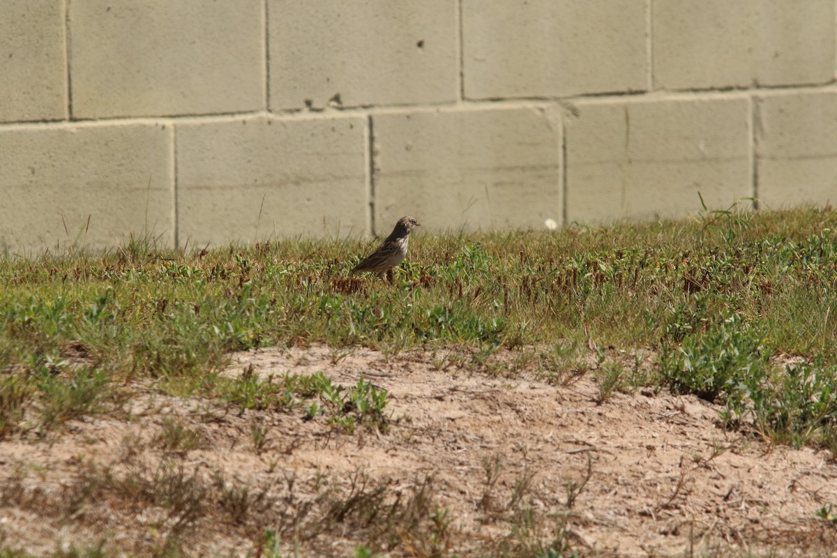 Abendammer - ML626046801