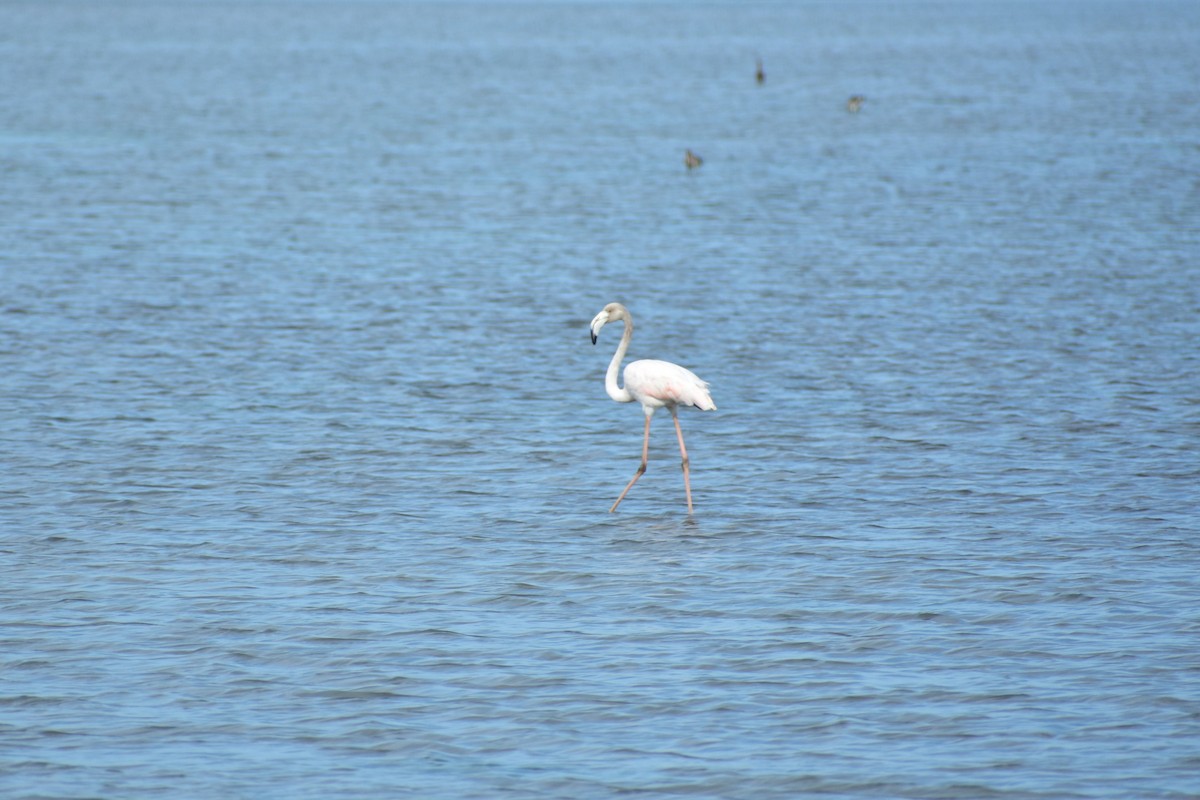 Flamant rose - ML626046825