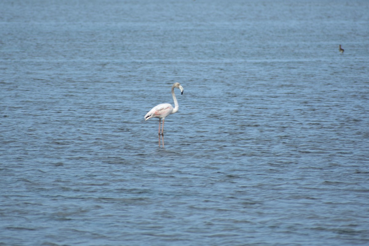 Flamant rose - ML626046826