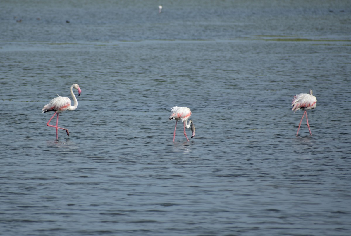 Flamant rose - ML626046827