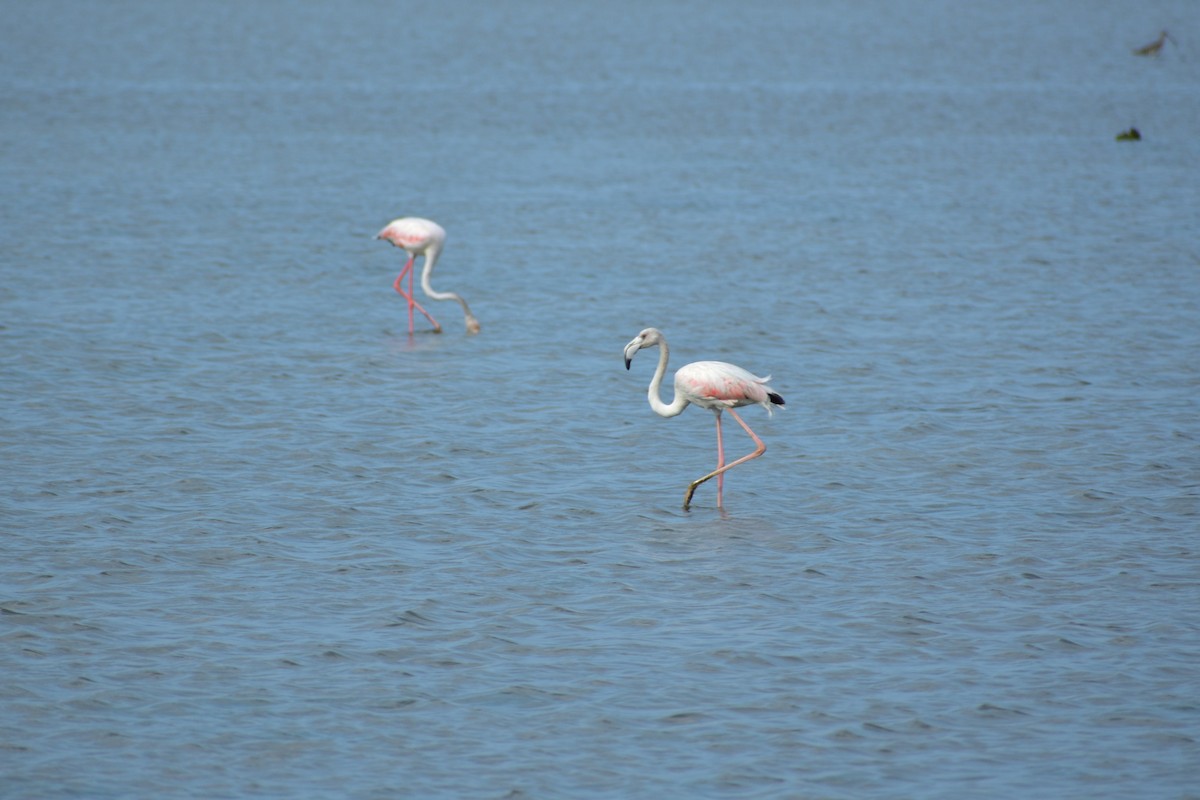 Flamant rose - ML626046828