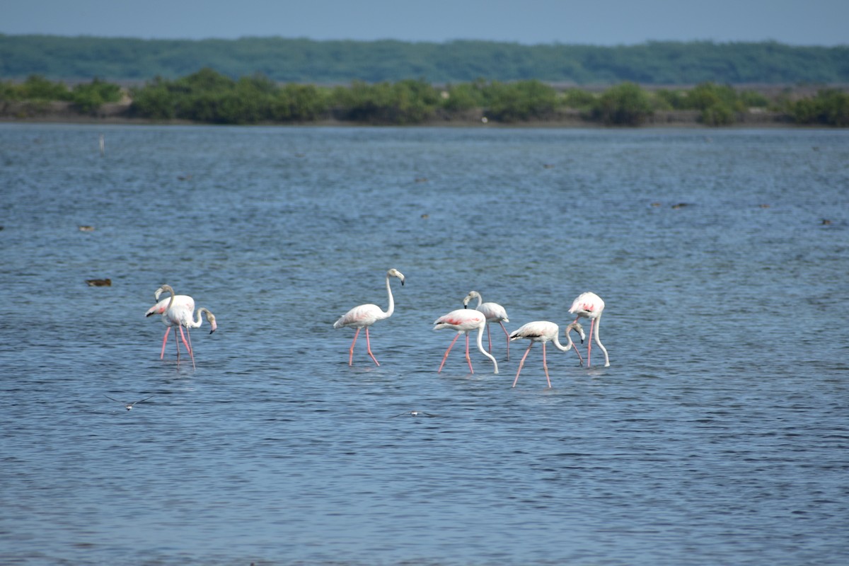 Flamant rose - ML626046829