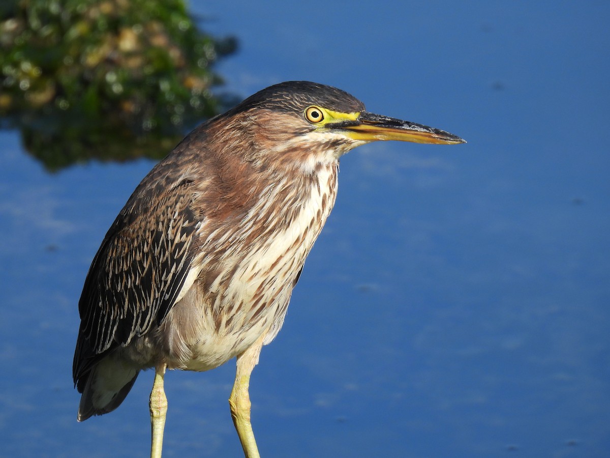 Green Heron - ML626046853