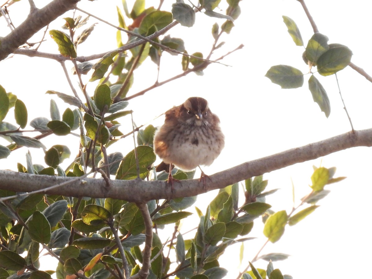 White-throated Sparrow - ML626046860