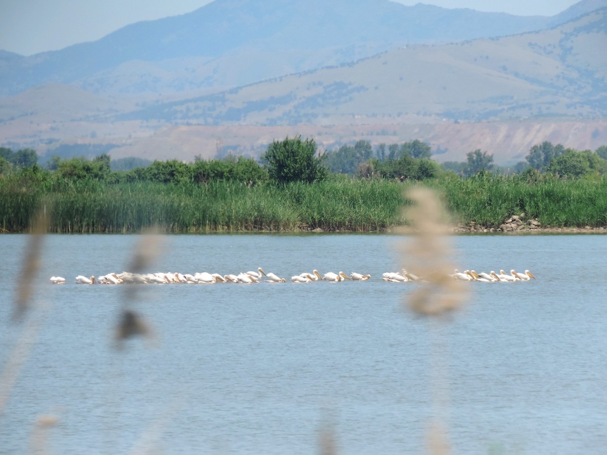 Great White Pelican - Jáchym Tesařík