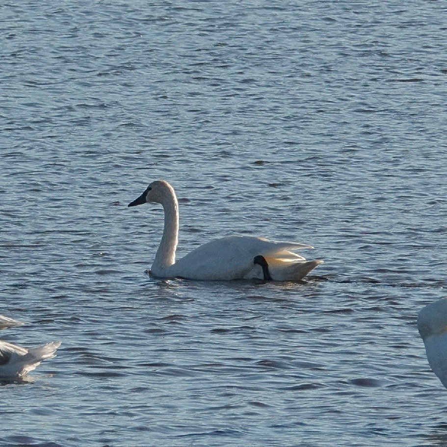 Tundra Swan - ML626047067