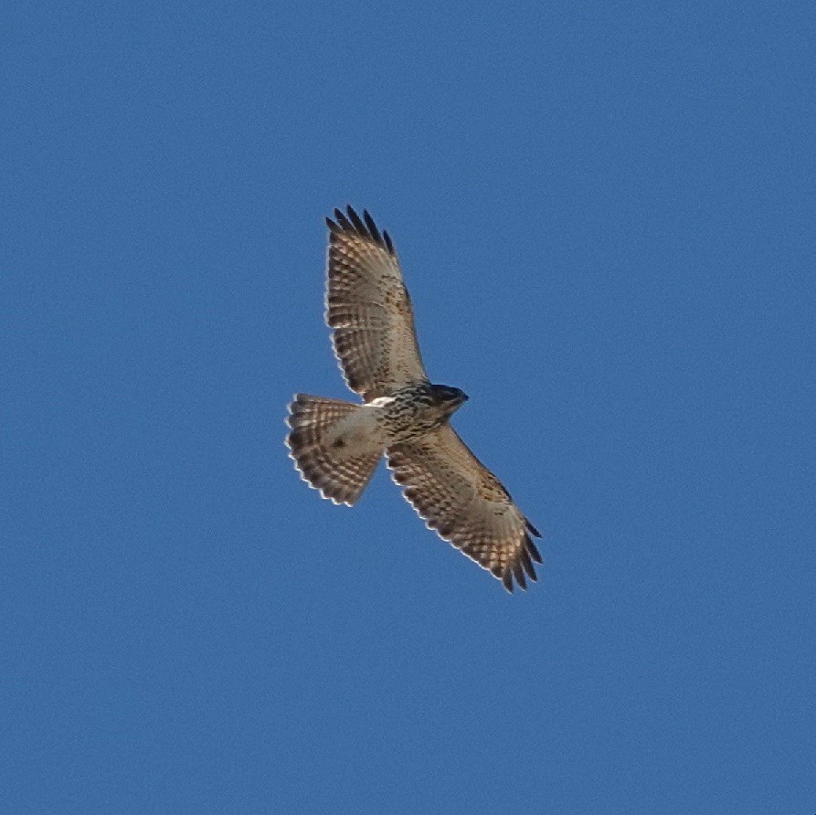 Red-shouldered Hawk - ML626047097