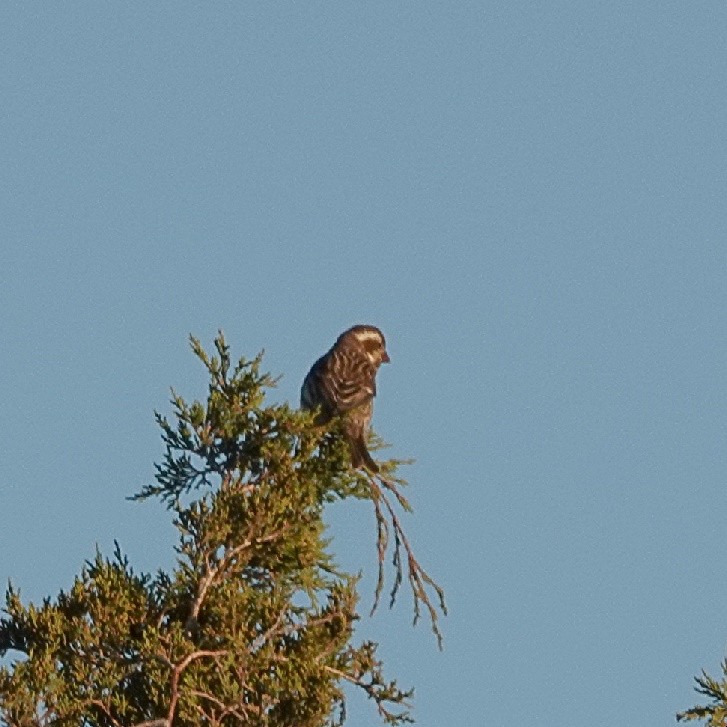 Purple Finch - ML626047112