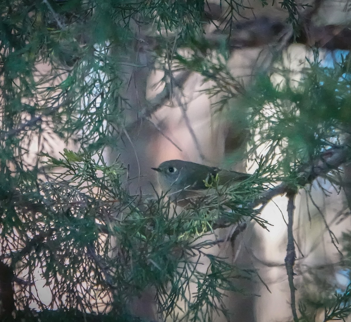 Ruby-crowned Kinglet - ML626047113