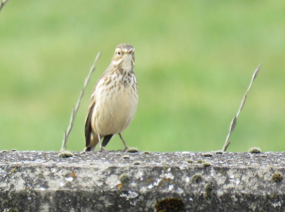 American Pipit - ML626047306