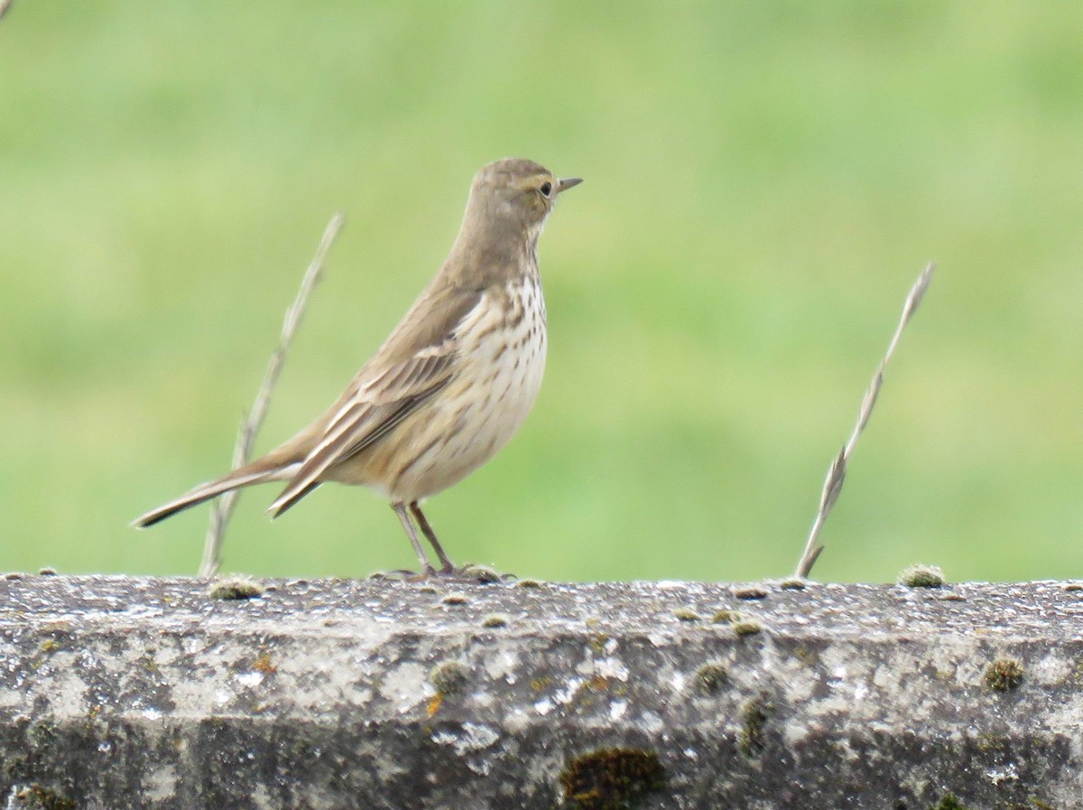 American Pipit - ML626047308