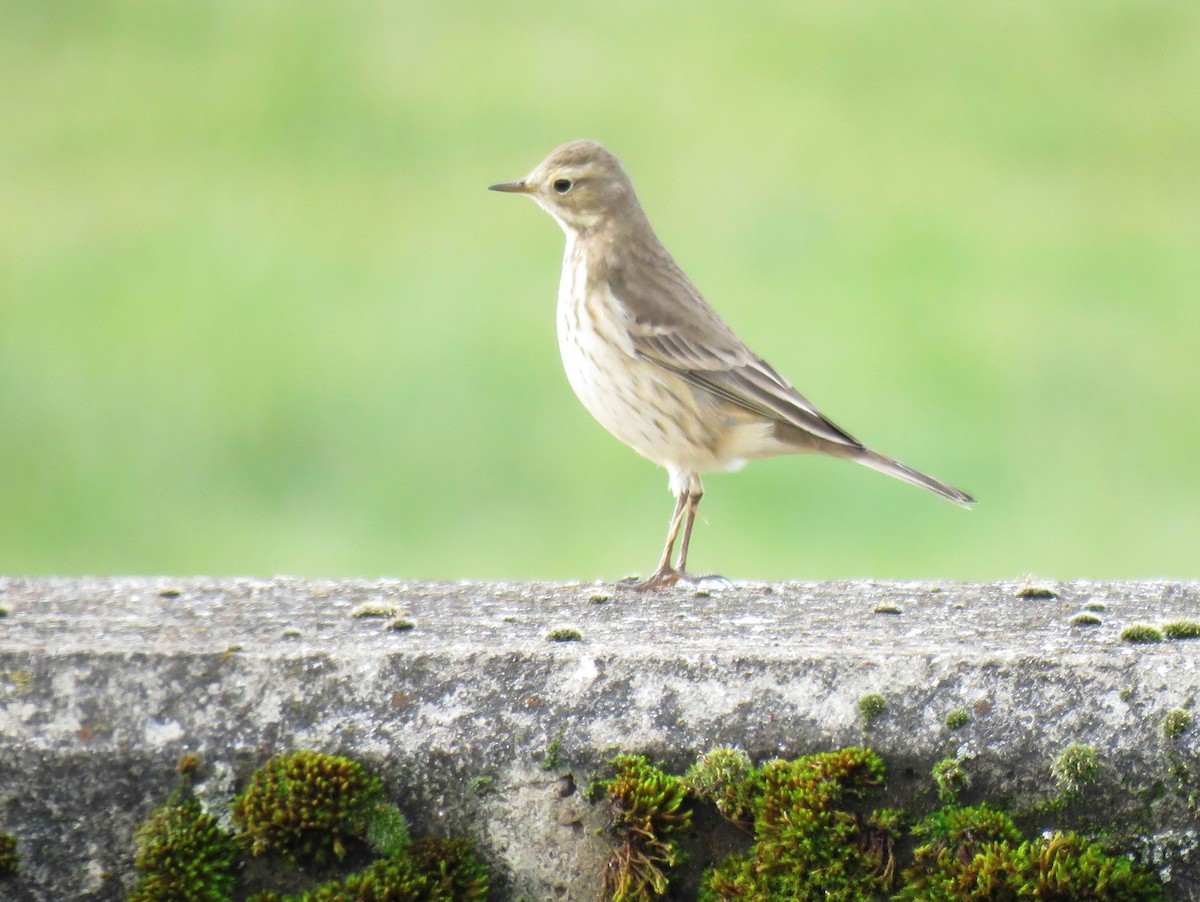 American Pipit - ML626047309