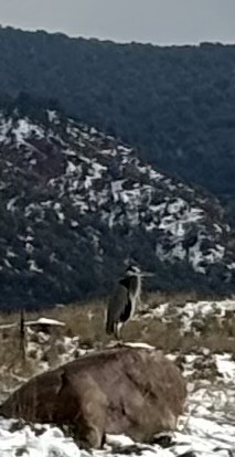 Great Blue Heron - ML626047411