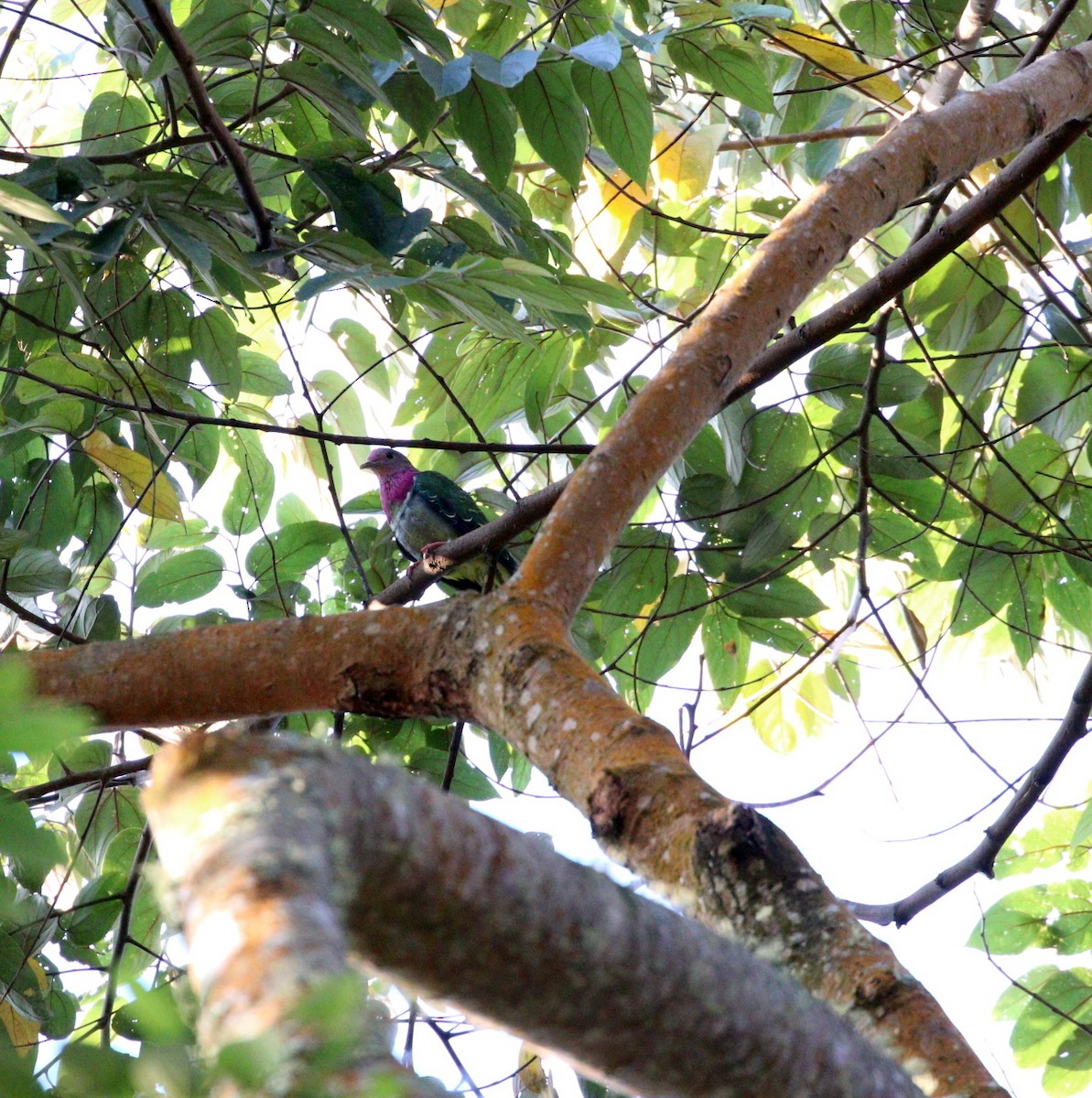 Pink-headed Fruit-Dove - ML626047541
