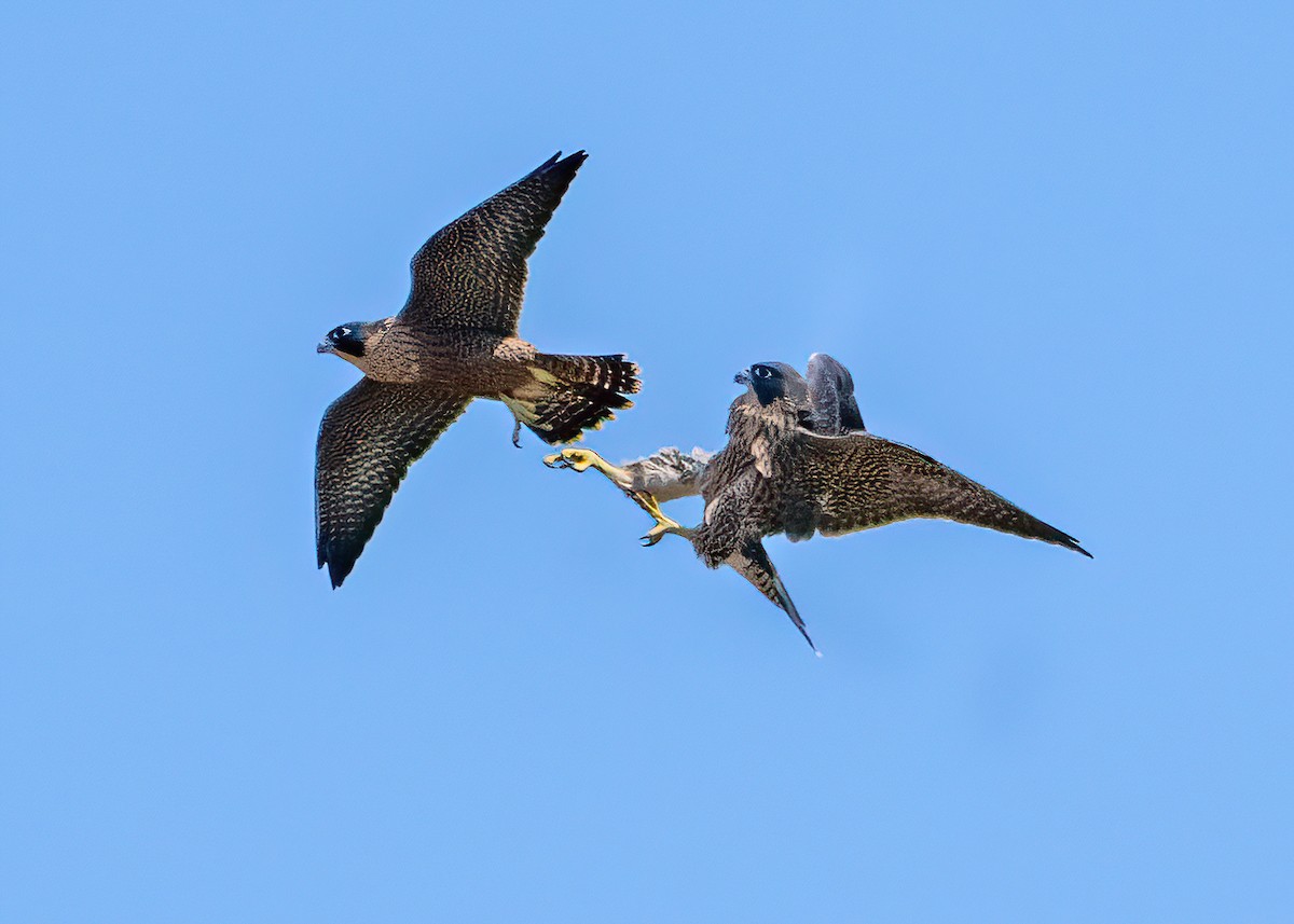 Peregrine Falcon - ML626047583