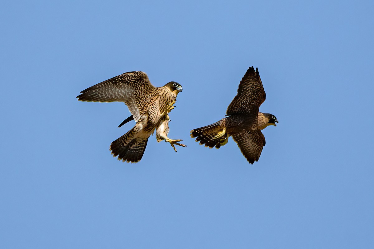 Peregrine Falcon - ML626047584