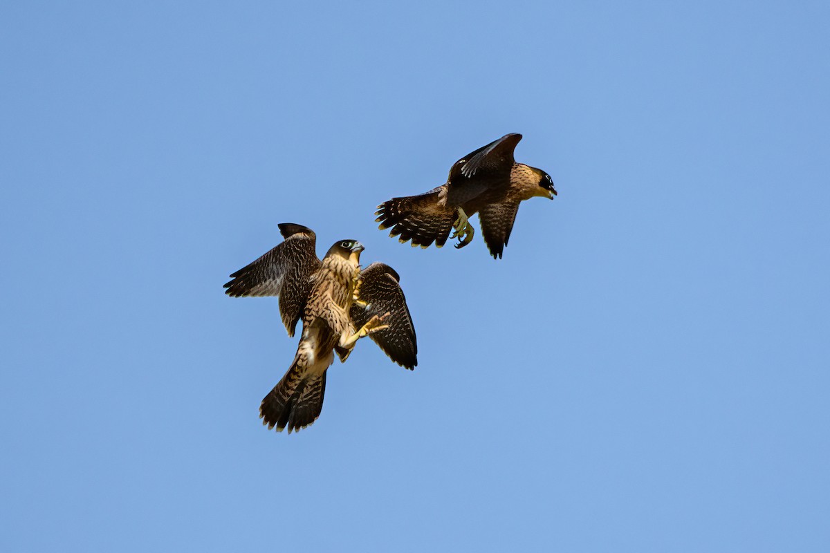 Peregrine Falcon - ML626047587