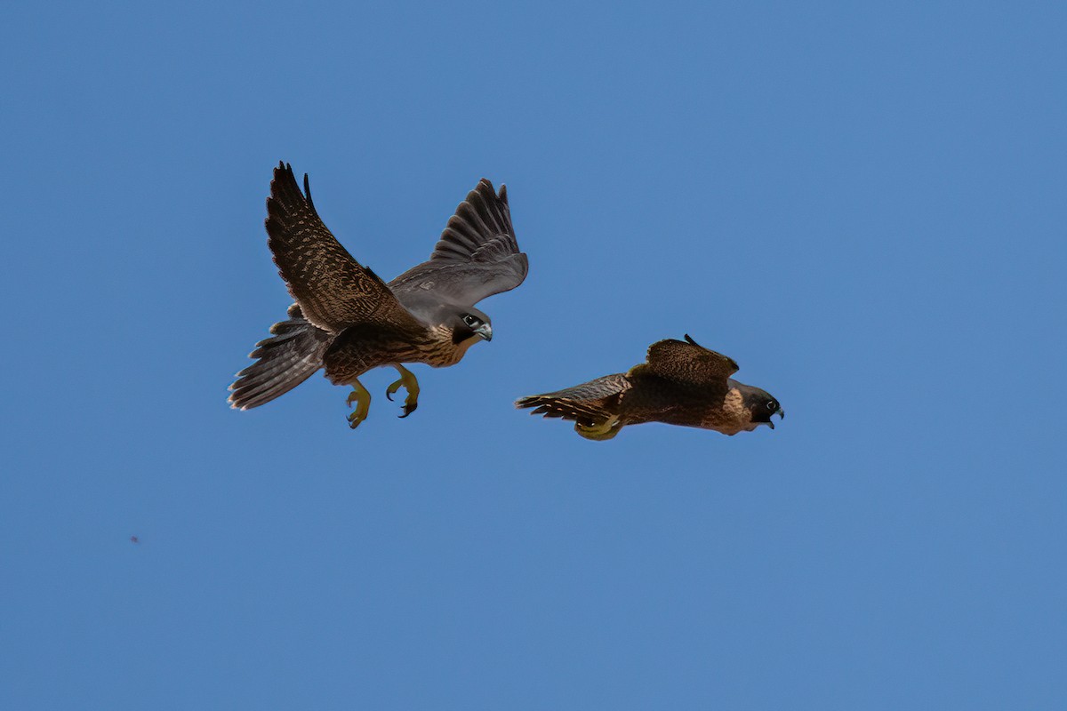 Peregrine Falcon - ML626047638