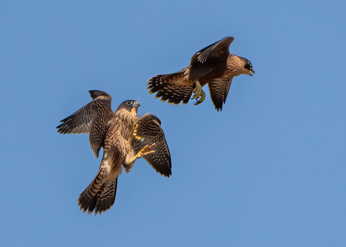 Peregrine Falcon - ML626047665