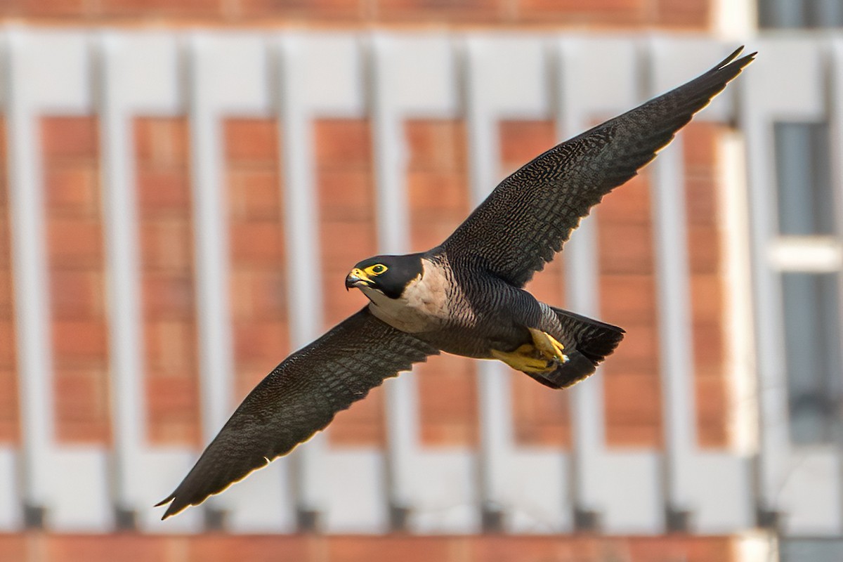 Peregrine Falcon - ML626047733