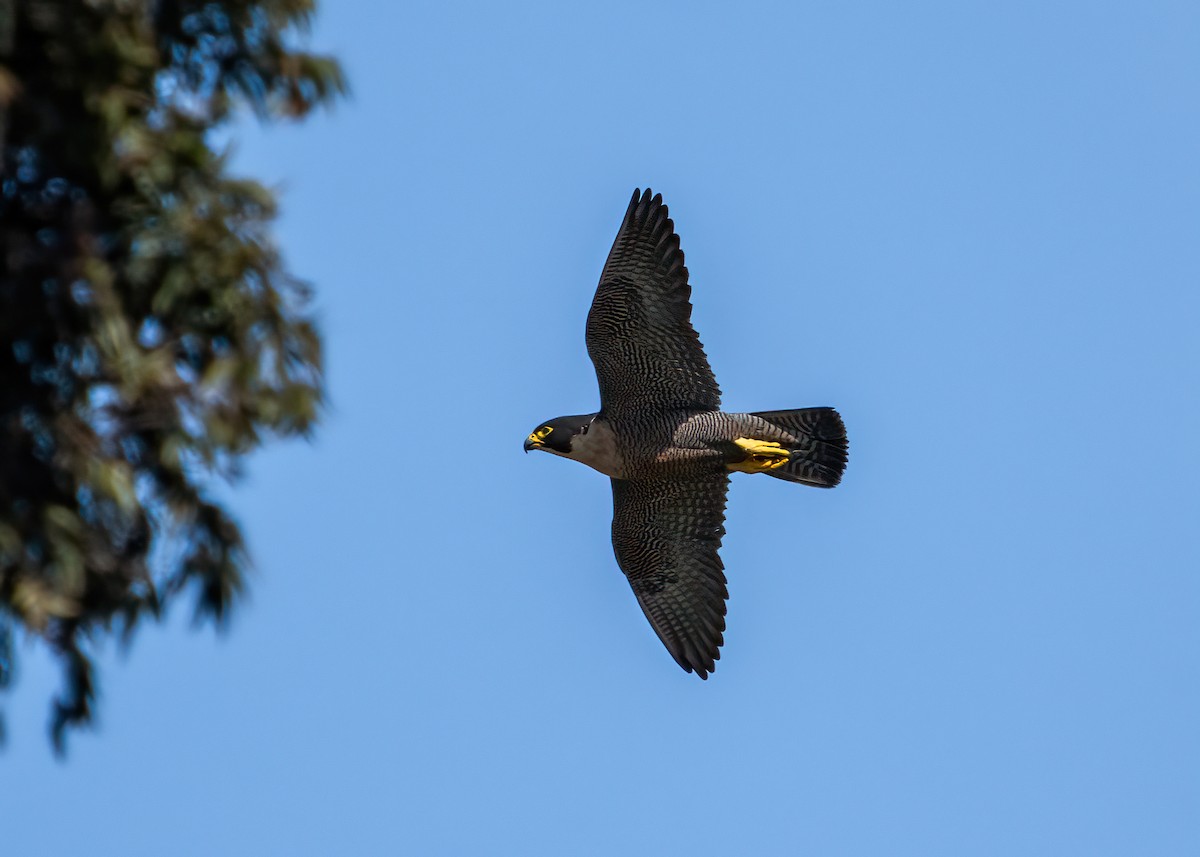 Peregrine Falcon - ML626047752