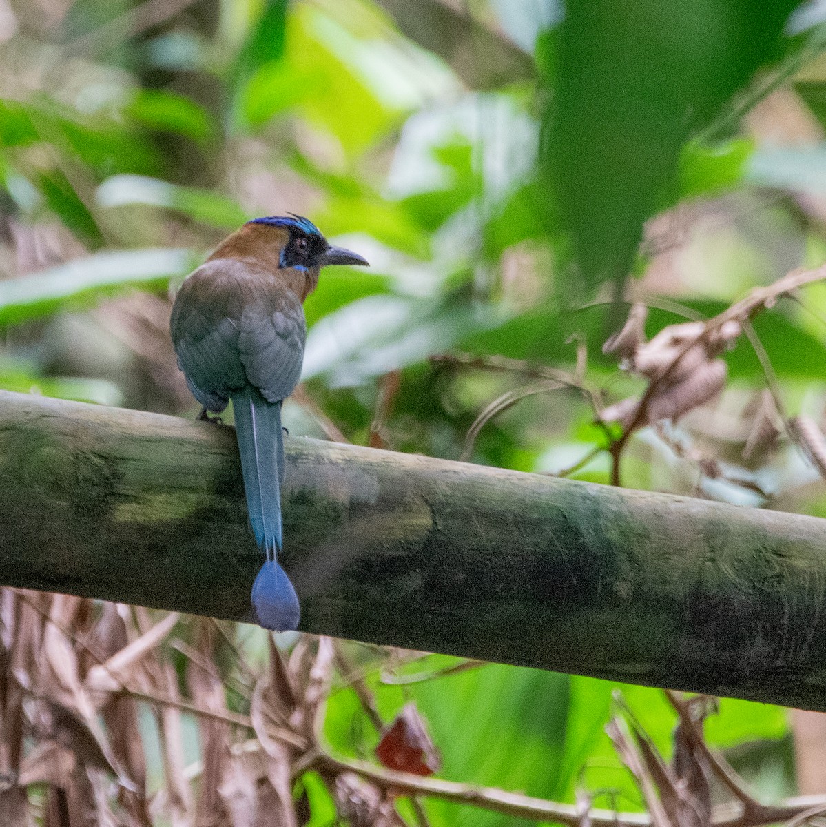 Whooping Motmot - ML626047860