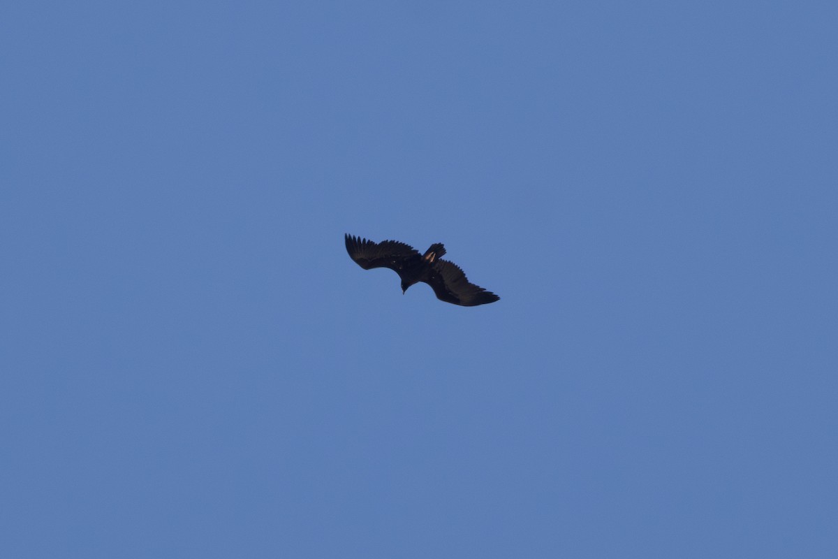 Cinereous Vulture - ML626047862
