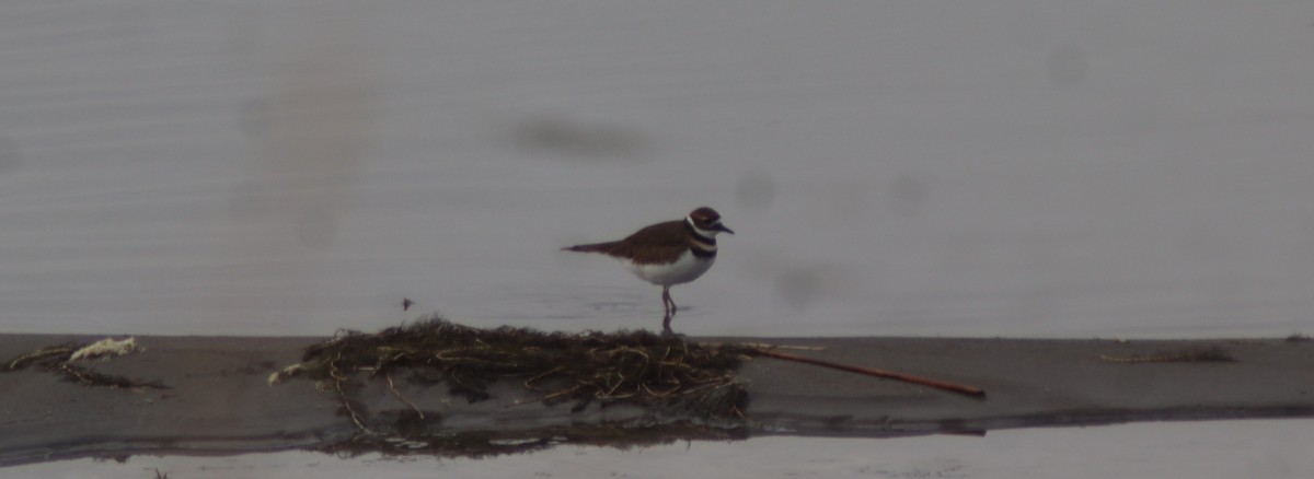 Killdeer - ML626047898