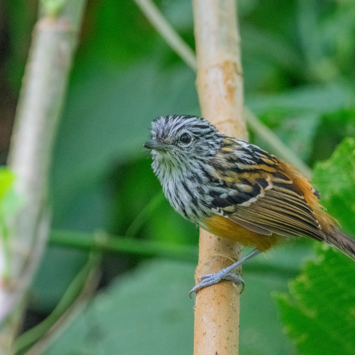 Santa Marta Antbird - ML626047939