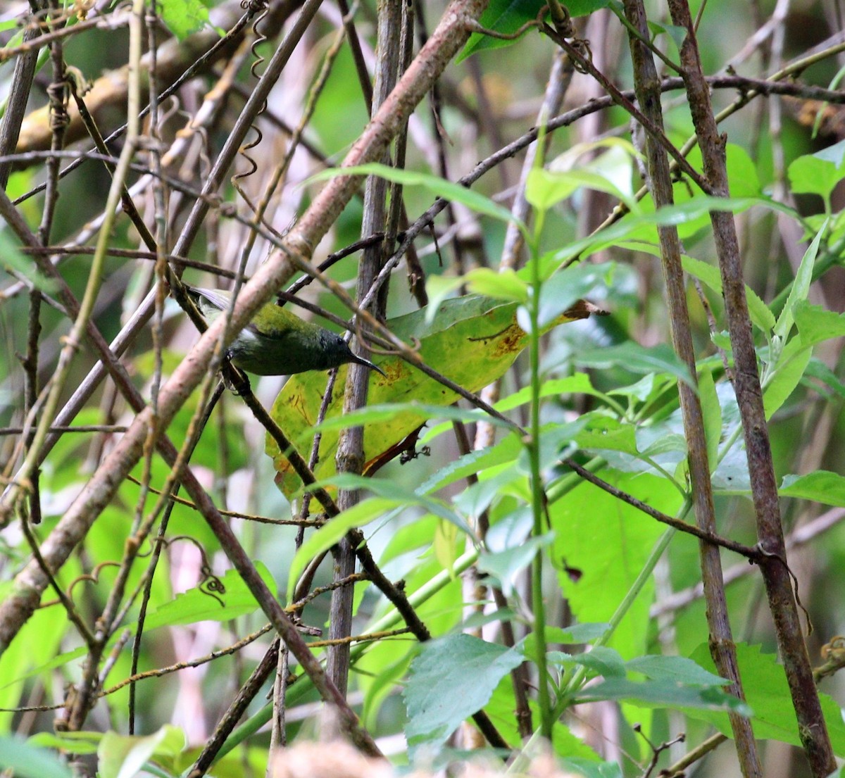 White-flanked Sunbird - ML626047944