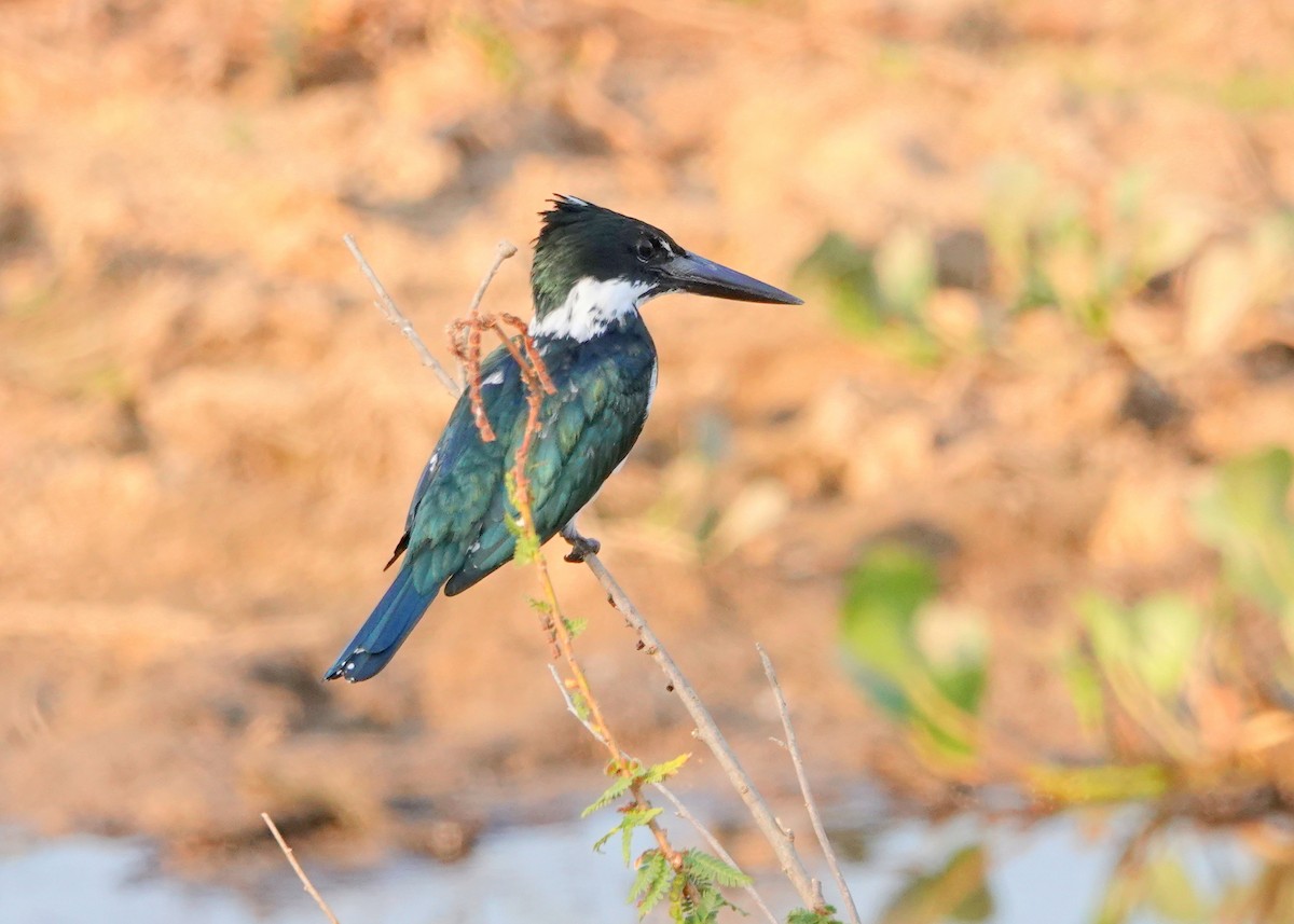 Amazon Kingfisher - ML626048049