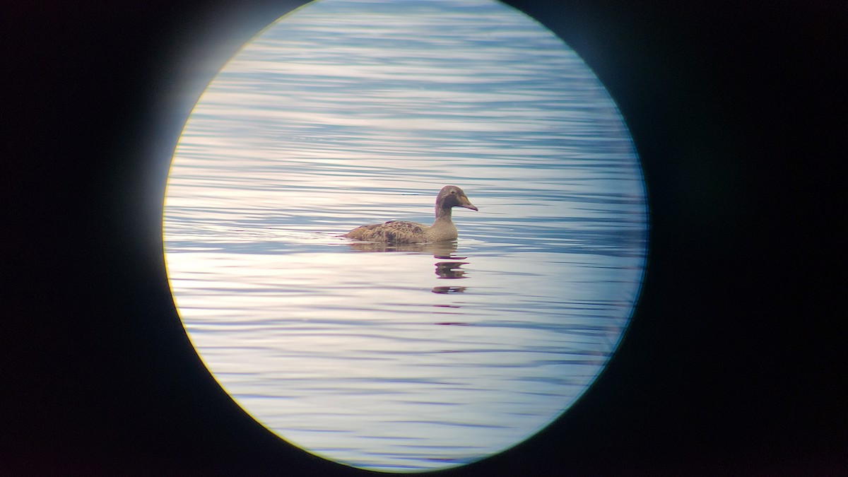 King Eider - ML626048205