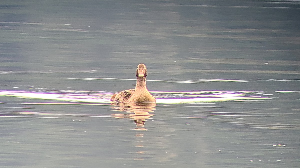 King Eider - ML626048215