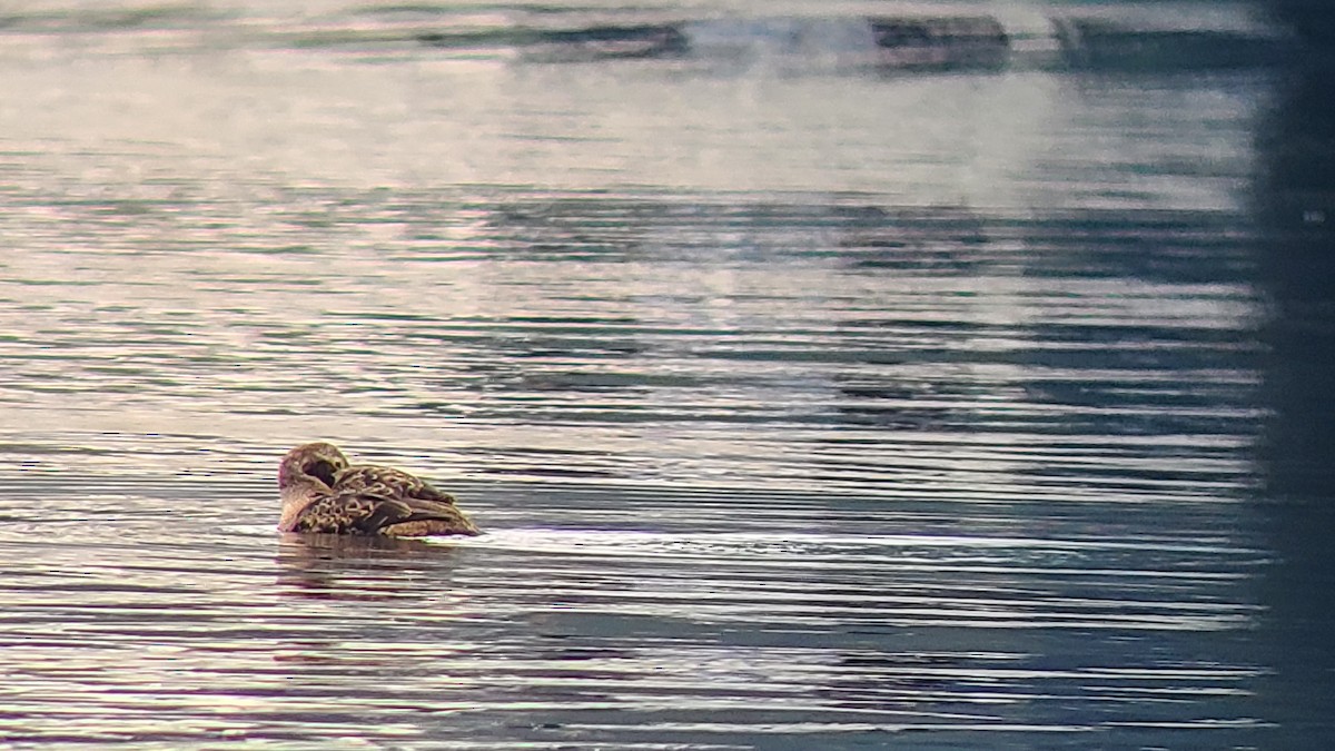 King Eider - ML626048219