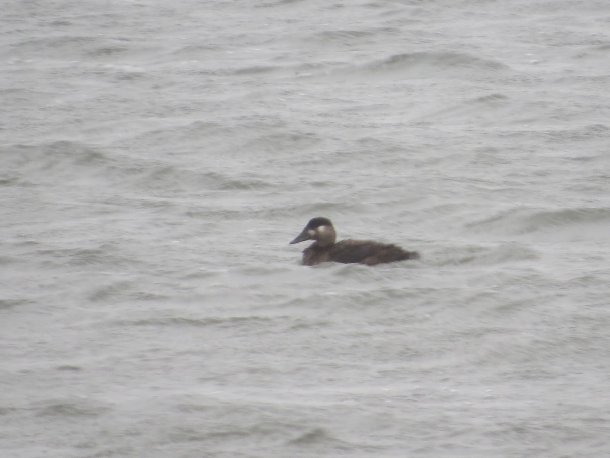 Surf Scoter - ML626048285