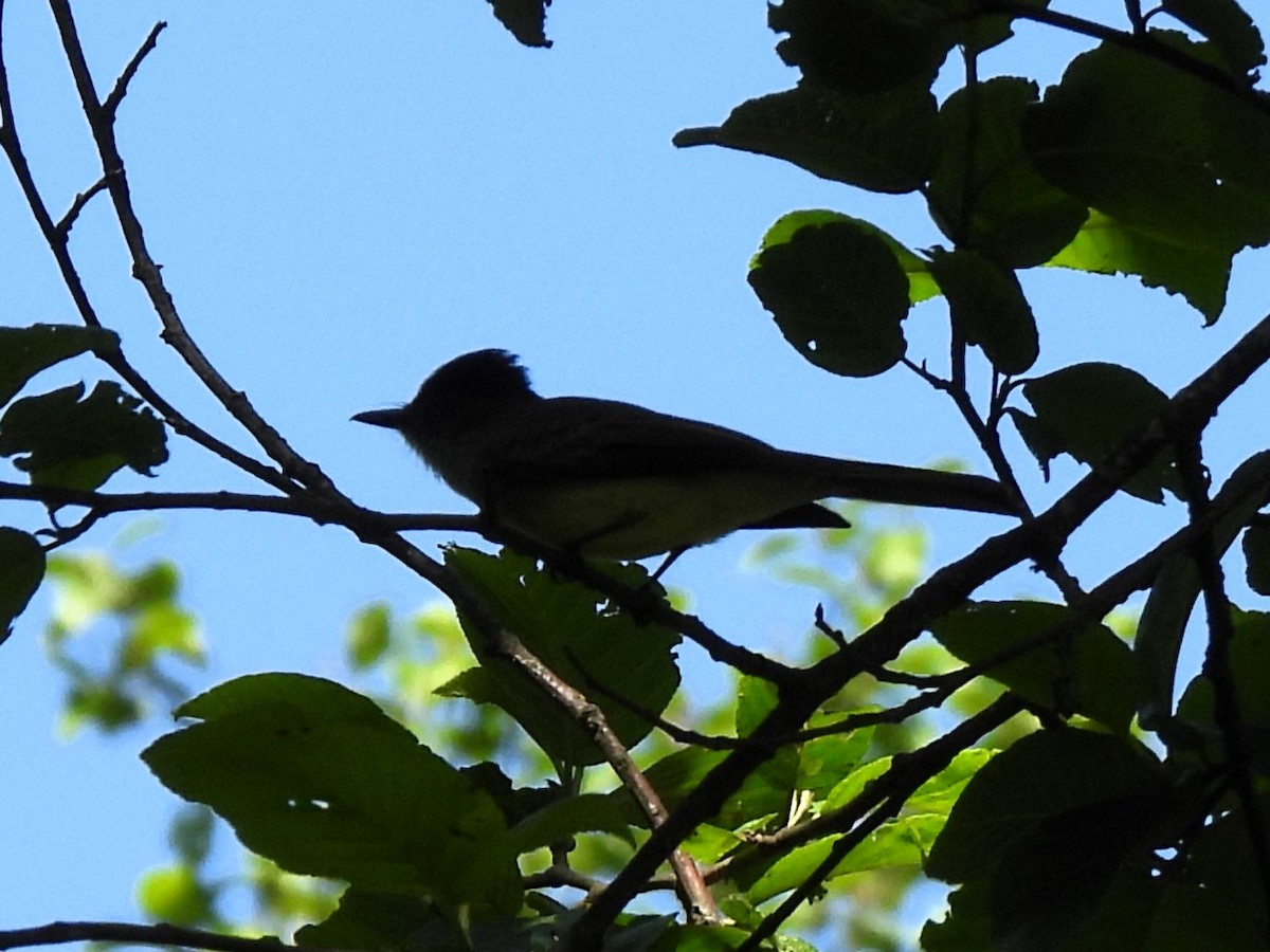 Dusky-capped Flycatcher - ML626048339