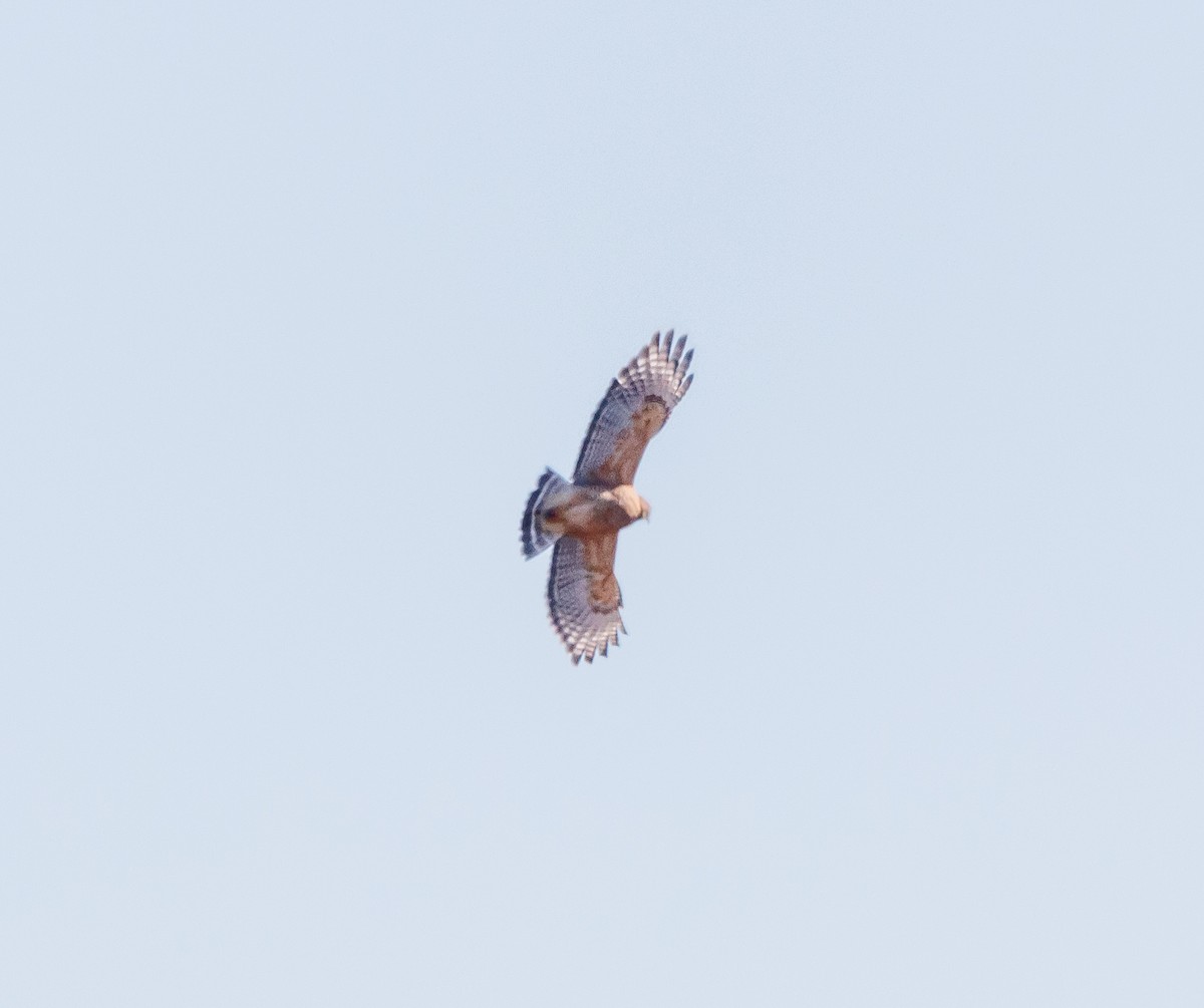 Red-shouldered Hawk - ML626048507