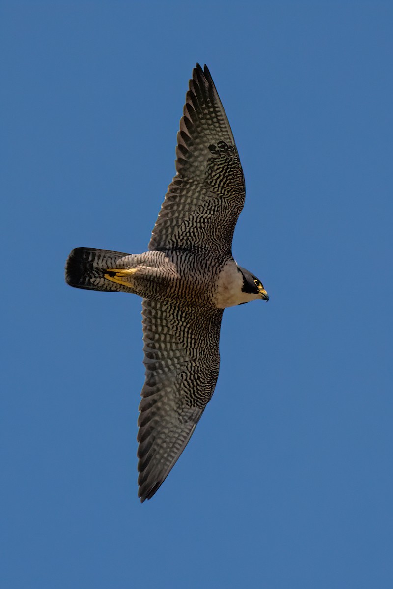 Peregrine Falcon - ML626048655